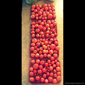 A bumper crop of tomatos from the Nutmeg Disrupted gardens