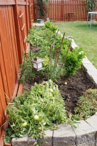 Tomato plants from the Nutmeg DIsrupted gardens, Grande Prairie Alberta