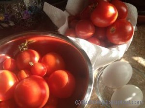 fresh tomatos for salsa