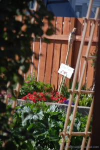 Garden on Nutmeg Disrupted just north of Grande Prairie Alberta
