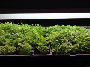 Gardening indoors under lights