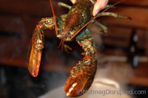 Fresh lobster from the East coast
