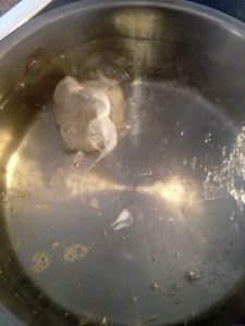 poaching eggs