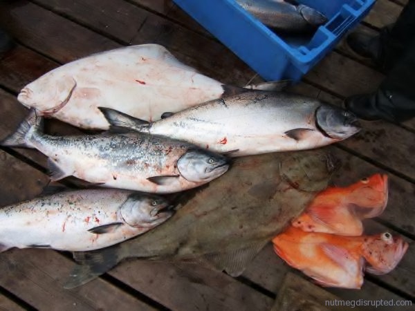 salmon halibut redsnapper