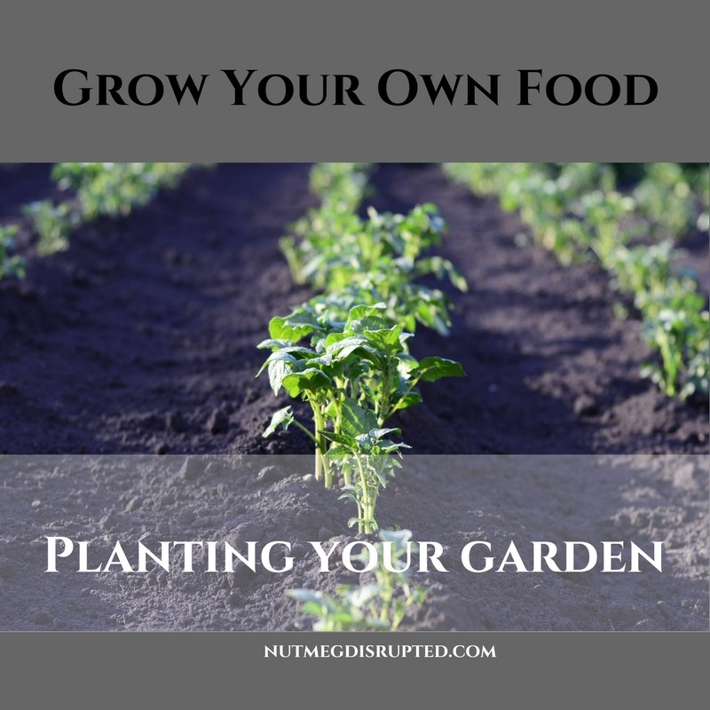 planting your garden