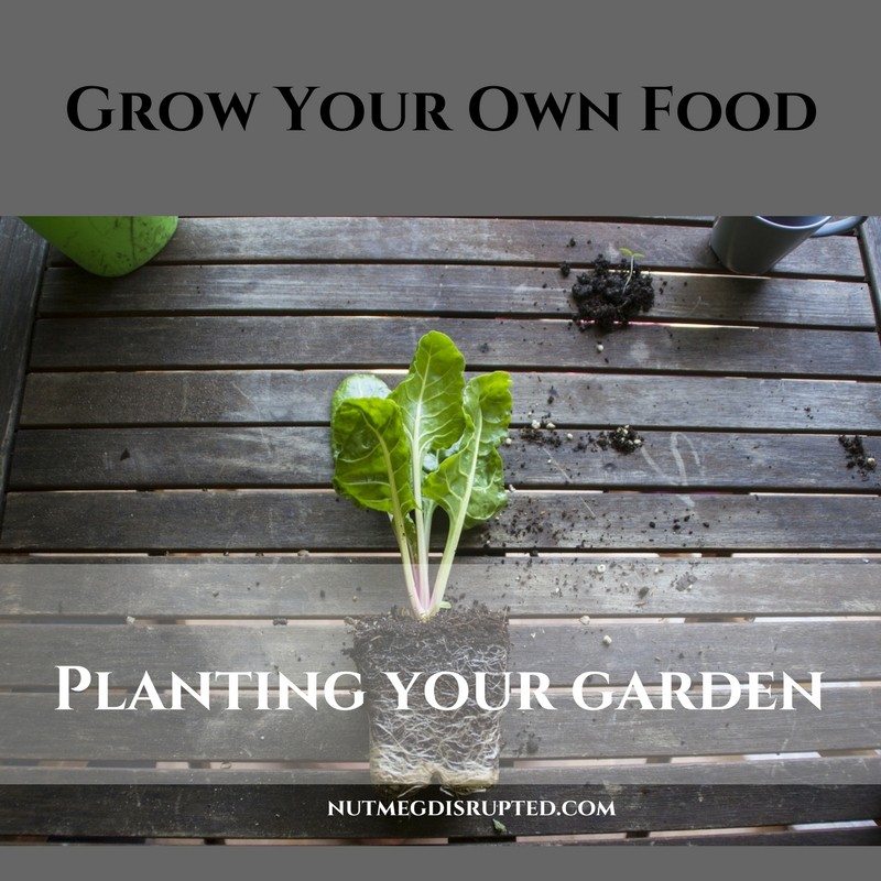grow your own food planting your garden