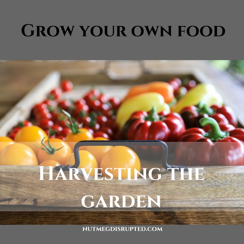 grow your own food harvesting the garden