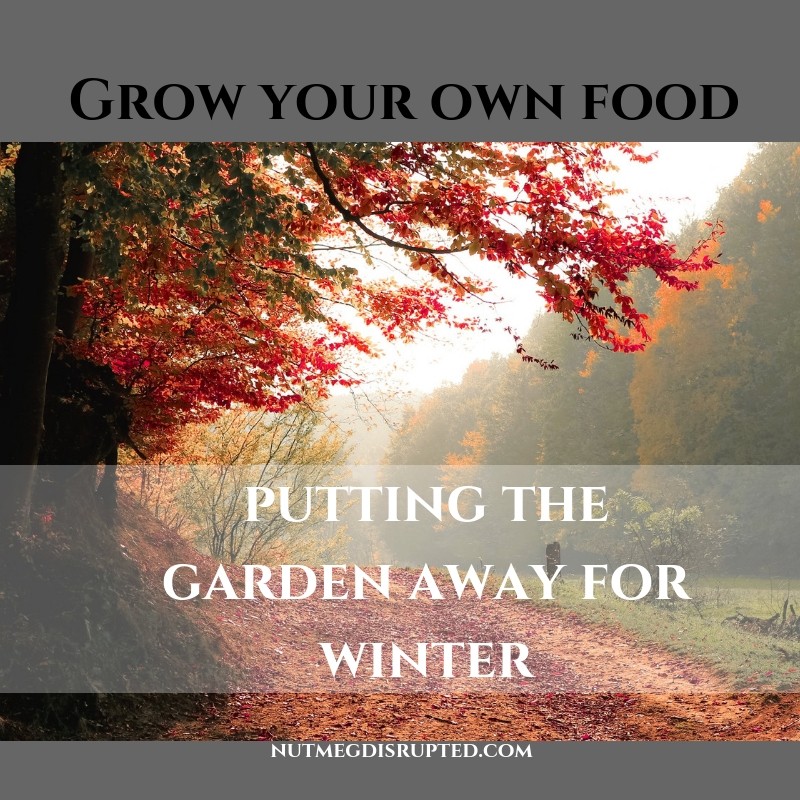 grow your own food putting the garden away for winter