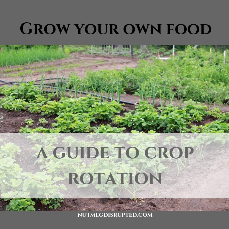 a guide to crop rotation