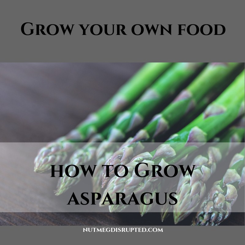 grow your own food growing asparagus