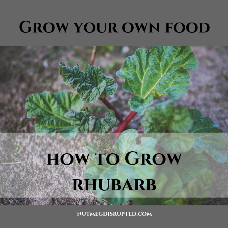 How to grow Rhubarb
