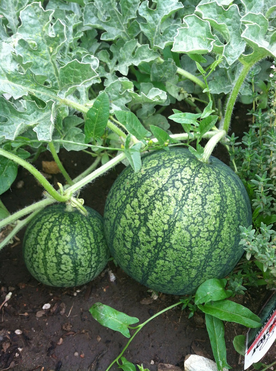 How to Grow Melons in Canada