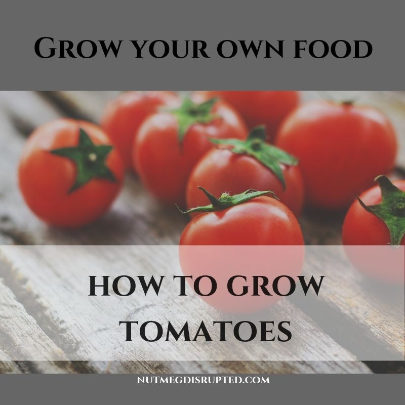 grow your own food how to grow tomatoes