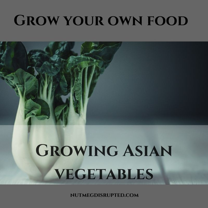 growing Asian vegetables