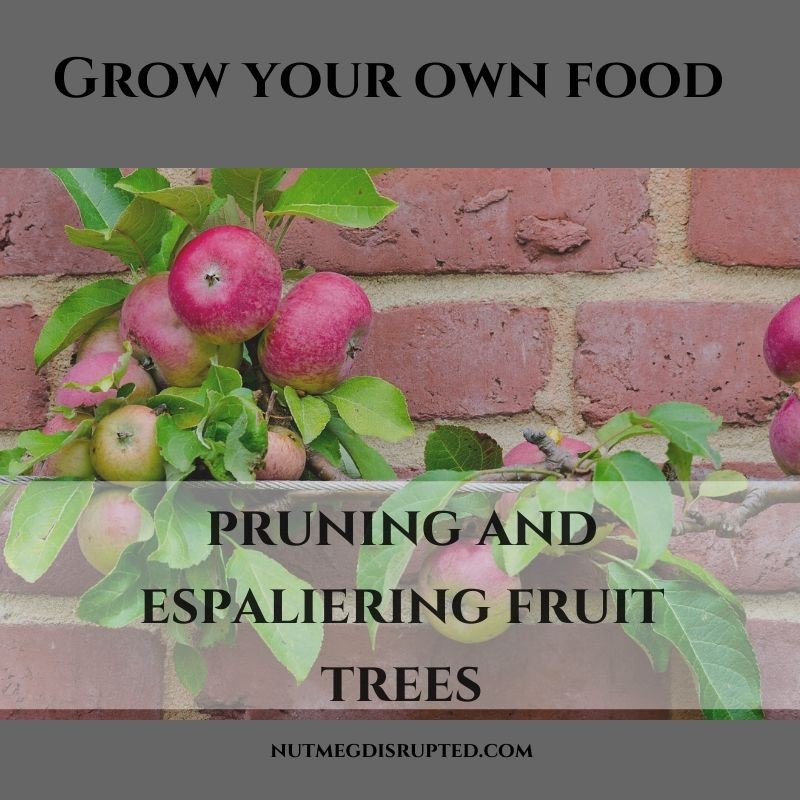 Pruning and Espaliering
