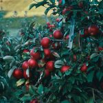 Pruning and Espaliering Fruit Trees