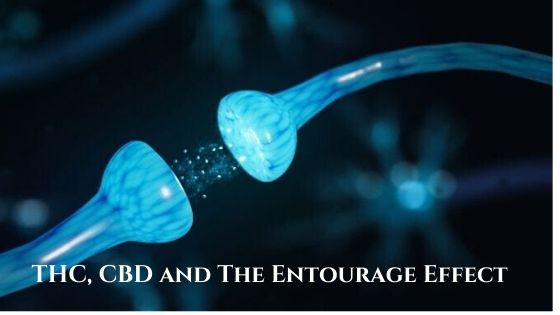 THC, CBD and The Entourage Effect