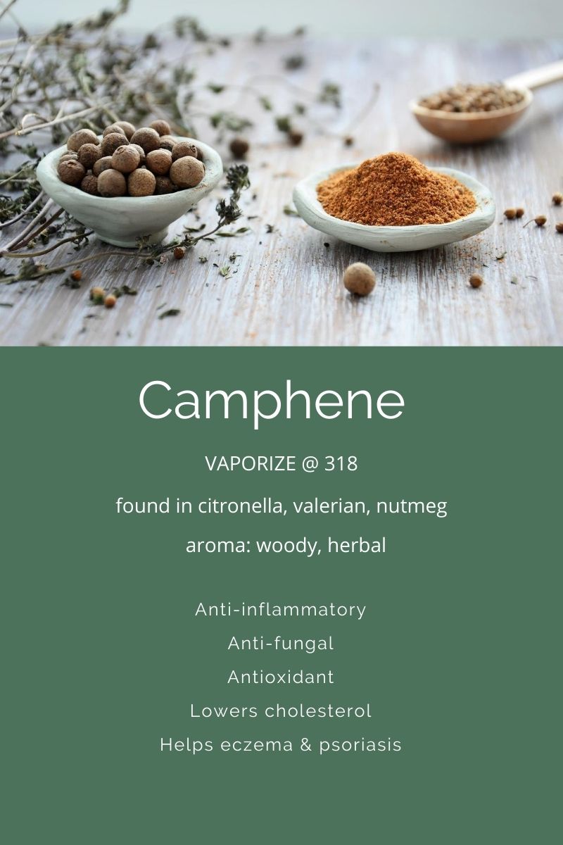 Terpenes A Closer Look At Camphene