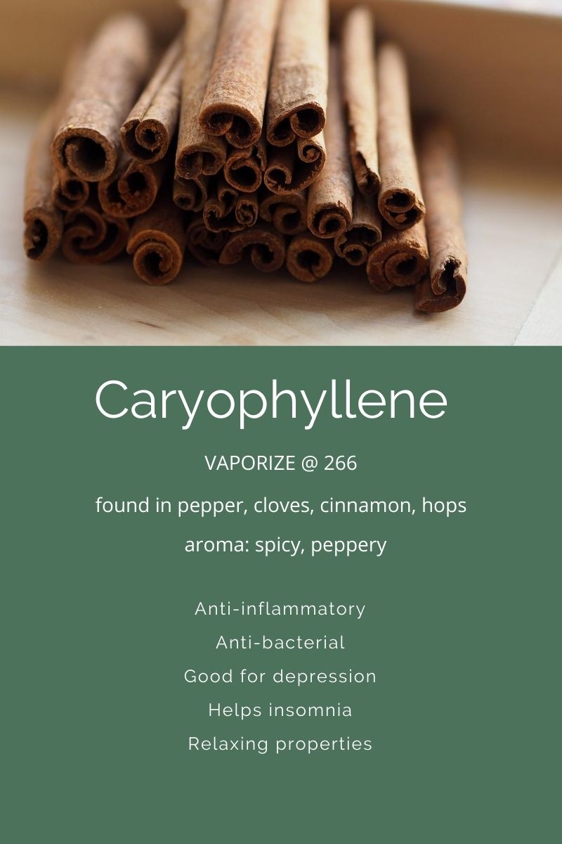 Terpenes A Closer Look At Caryophyllene