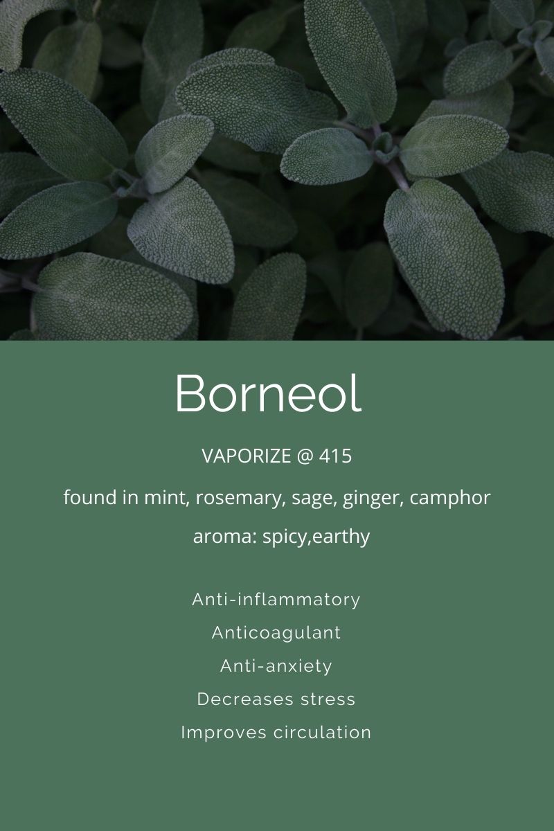 Terpenes A Closer Look at Borneol