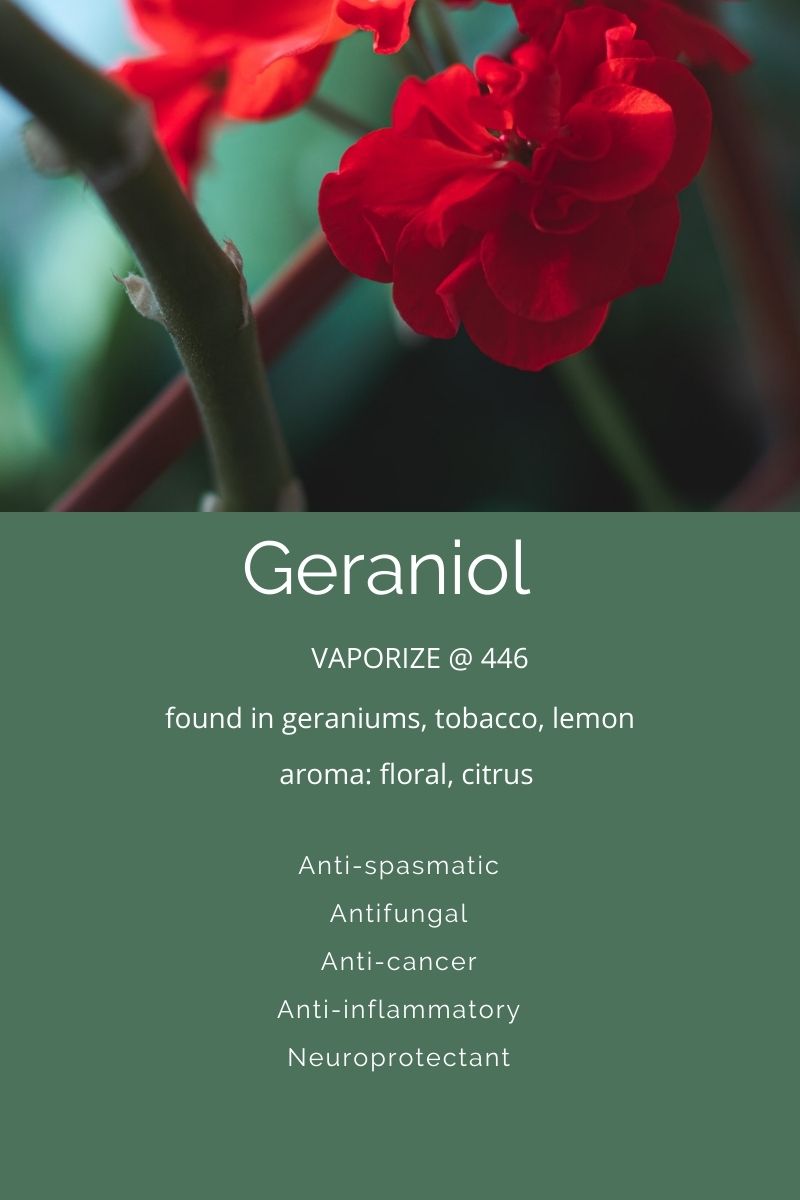 Terpenes A Closer Look At Geraniol