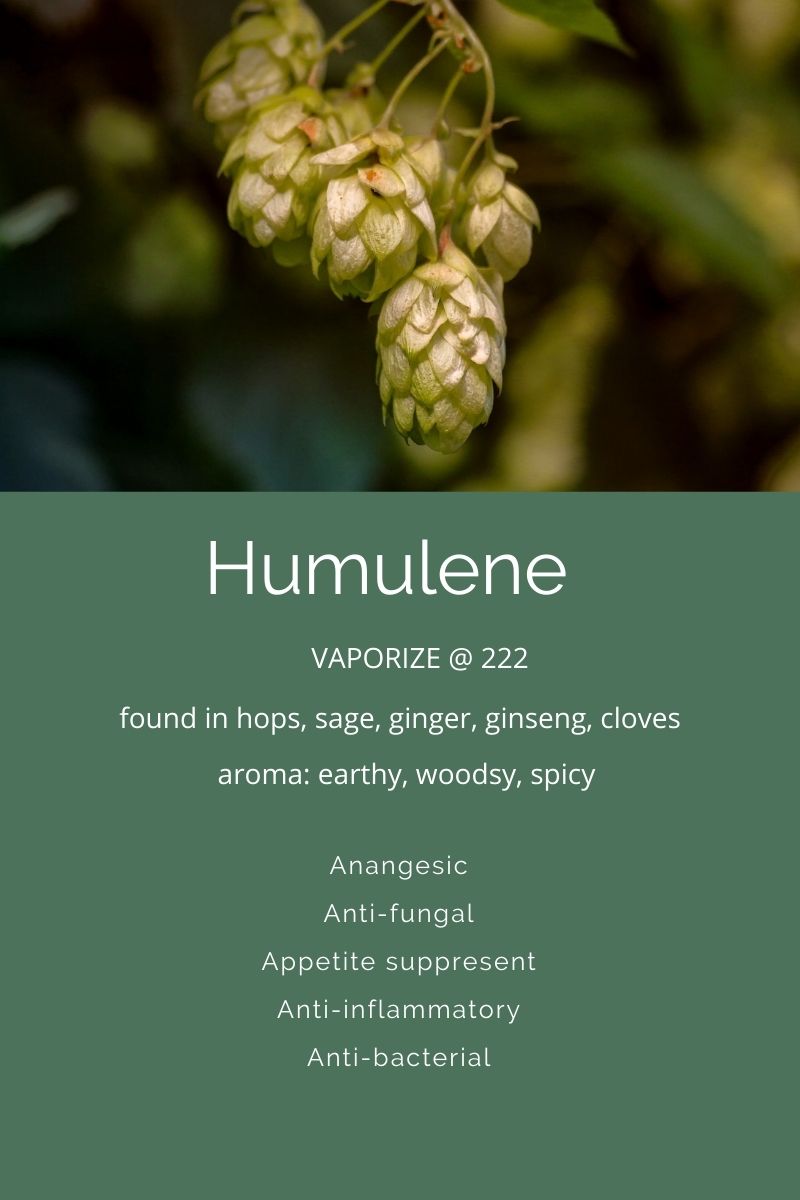 Terpenes A Closer Look at Humulene