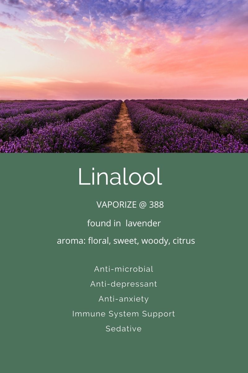 Terpenes A Closer Look At Linalool