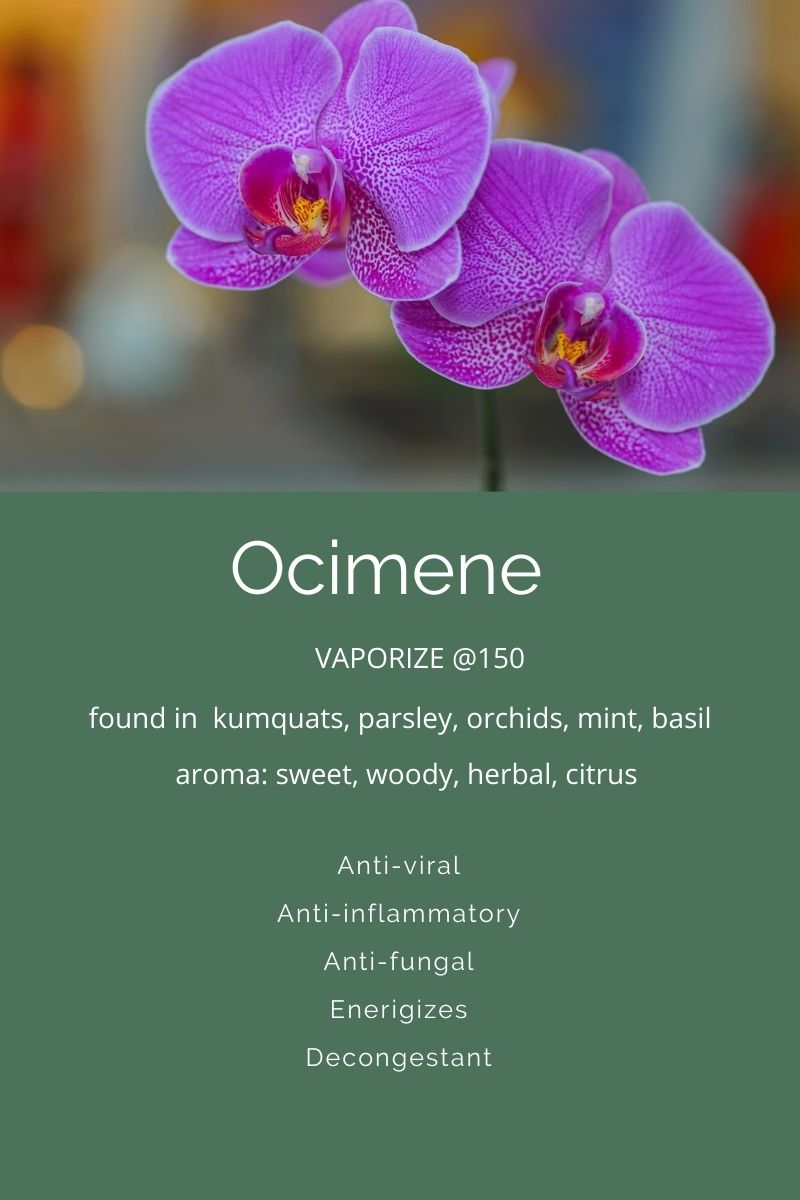Terpenes A Closer Look At Ocimene