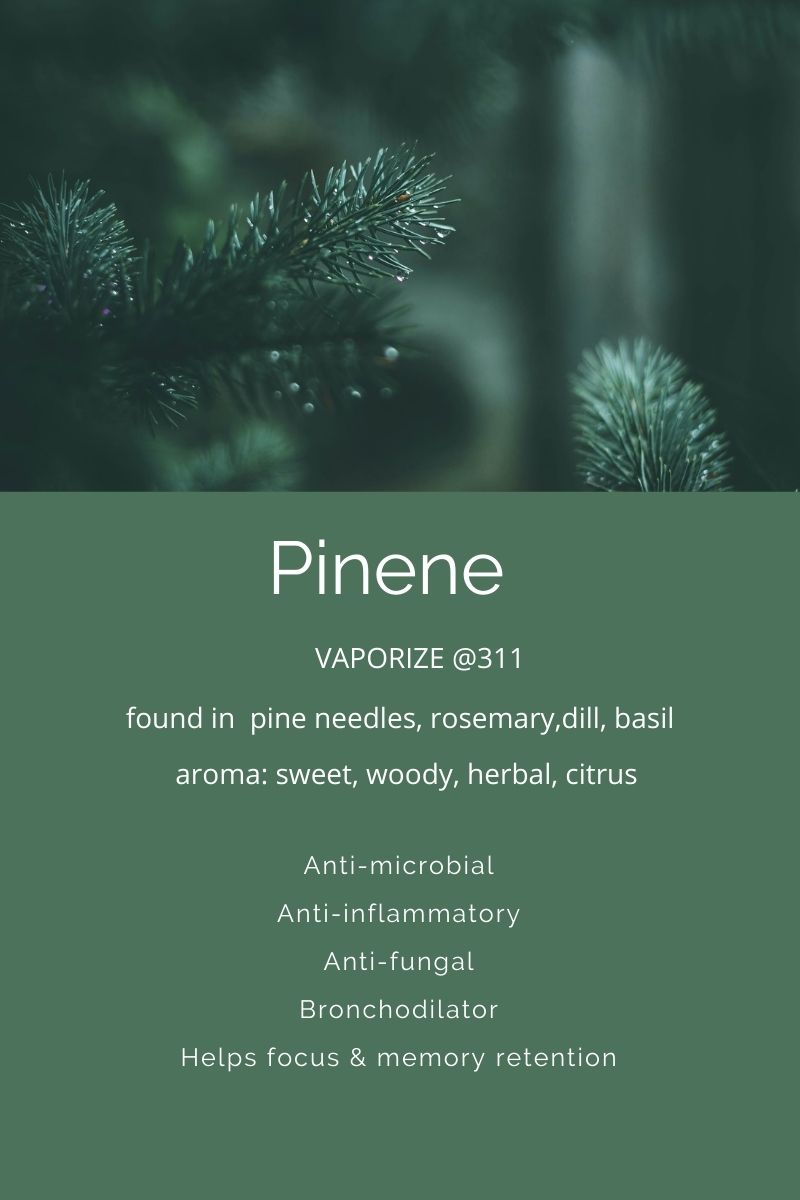 Terpenes A Closer Look At Pinene