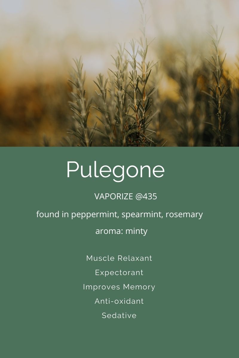 the terpene pulegone