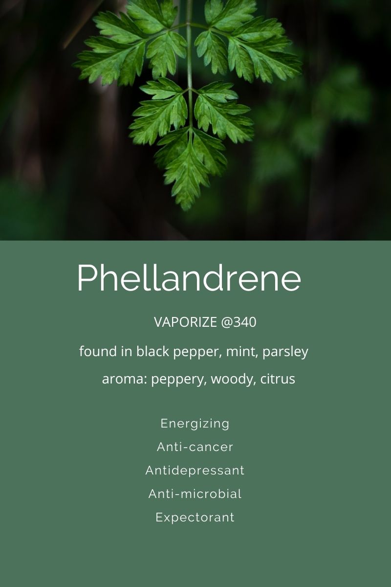Terpenes A Closer Look At Phellandrene