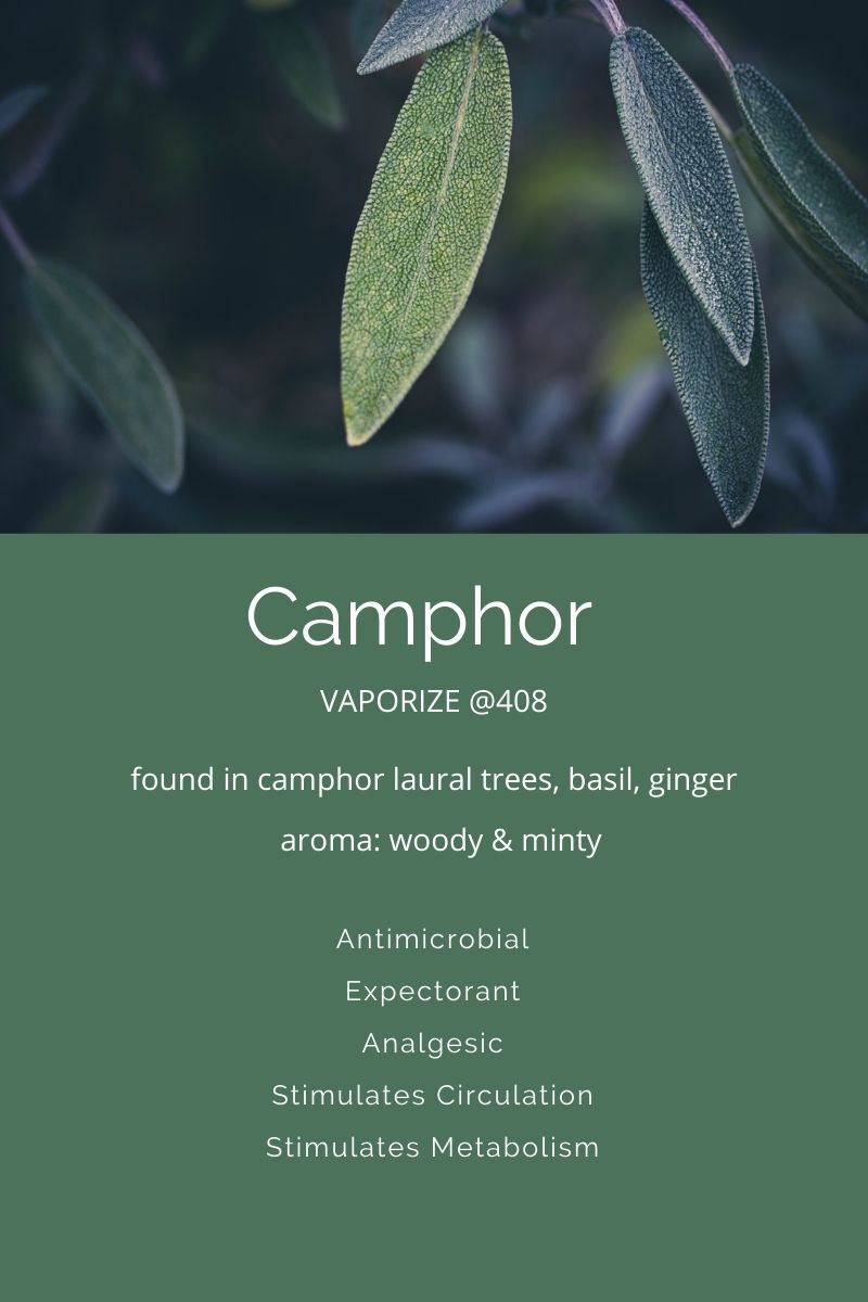 Terpenes A Closer Look At Camphor