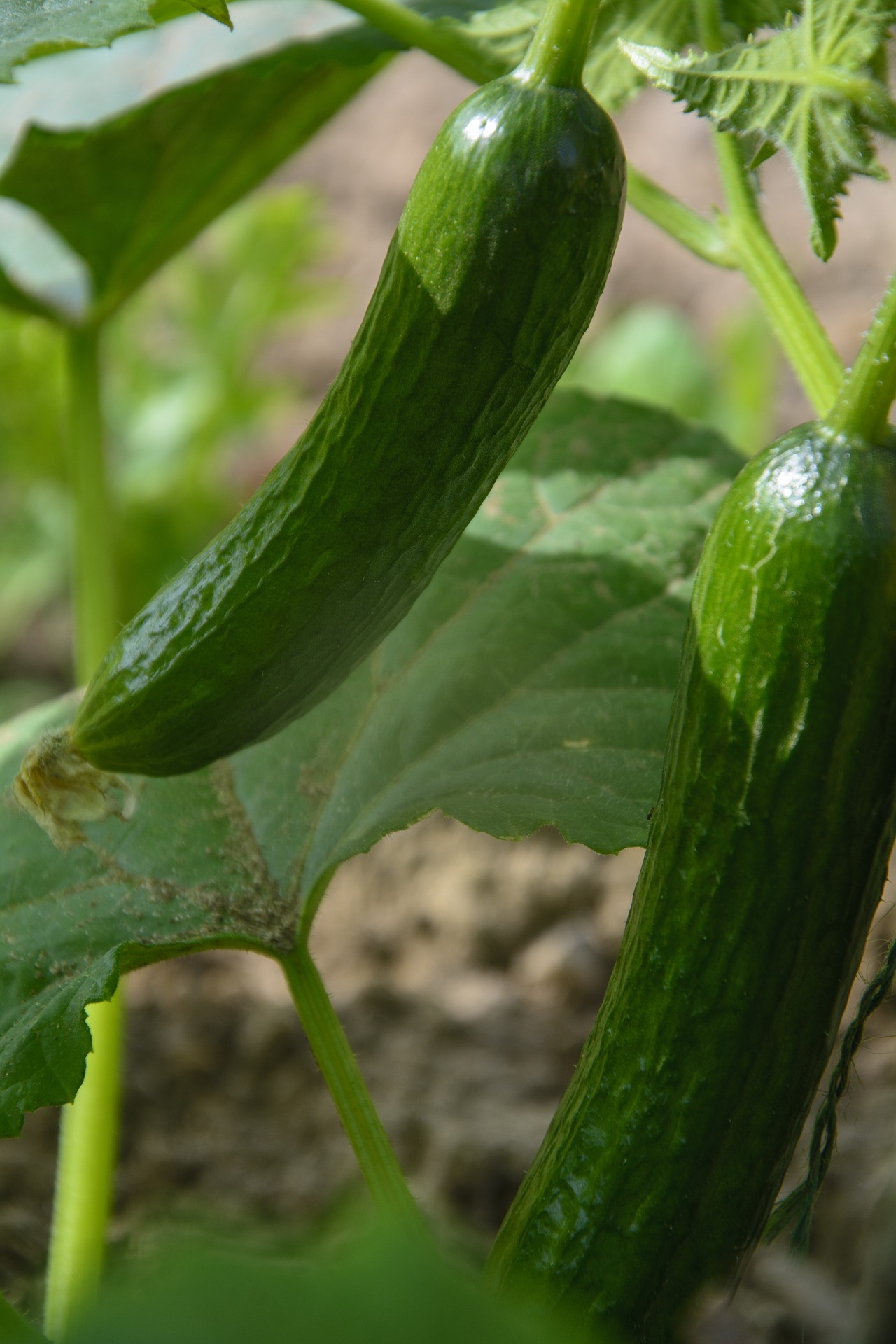fresh cucumbers in the garden