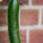growing English Cucumbers