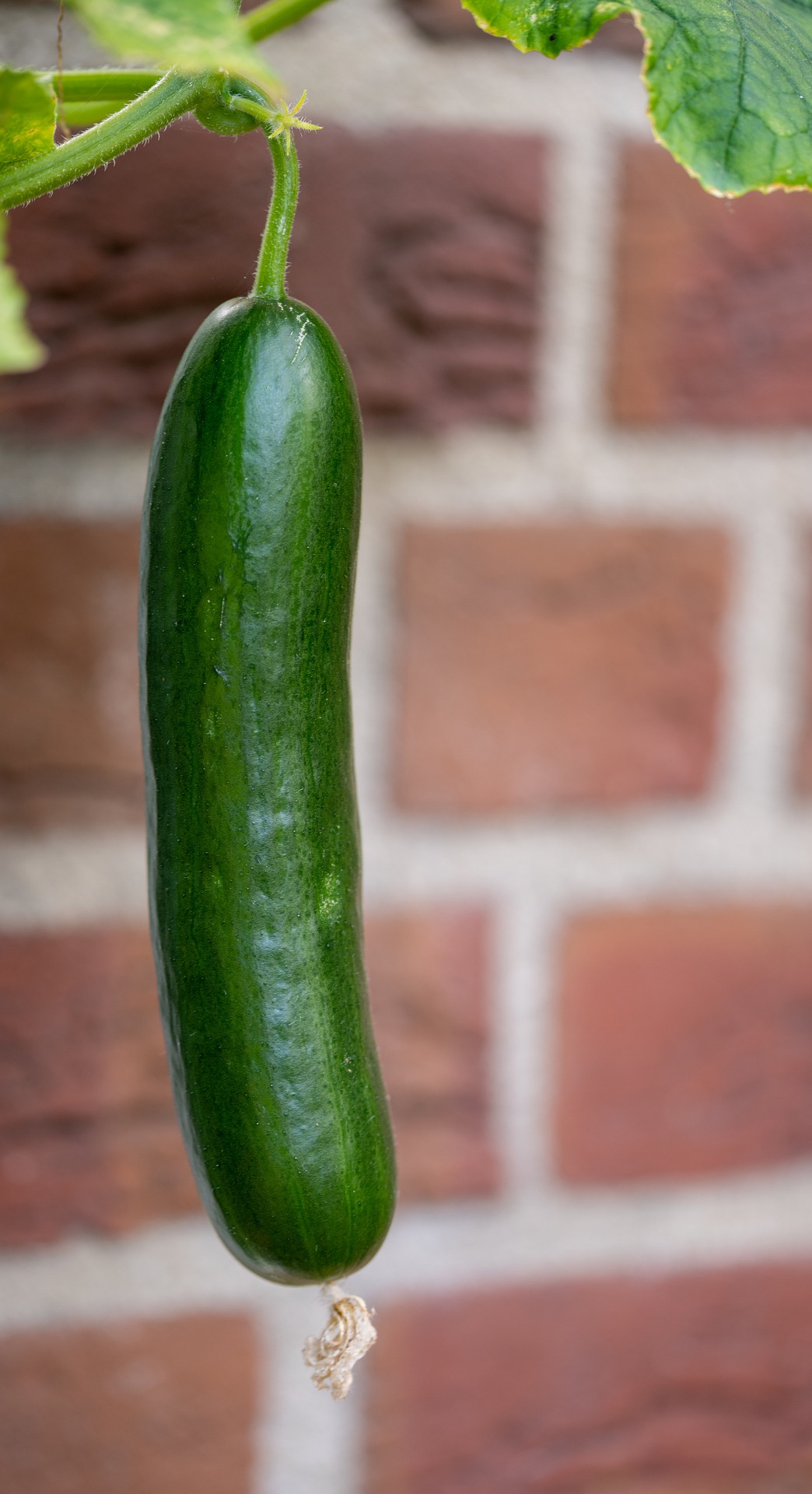 How To Grow English Cucumbers