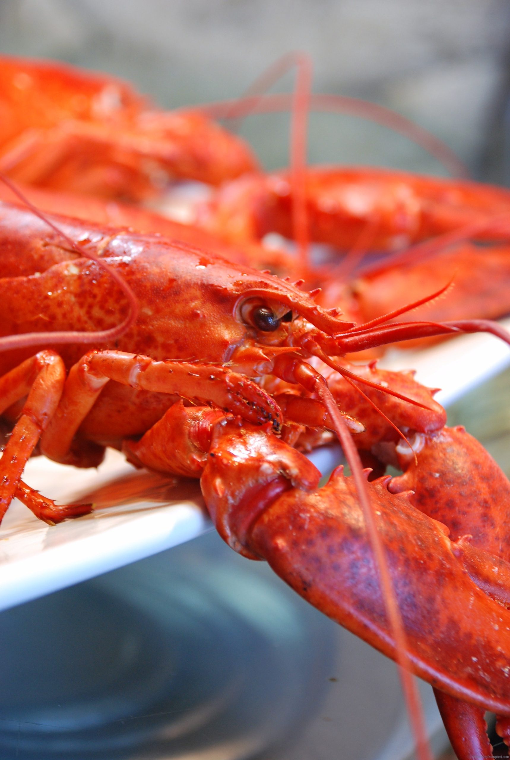 Fresh Atlantic Ocean Lobster Boil