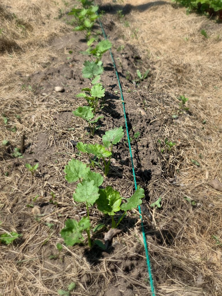 a row of parsnips in the garden