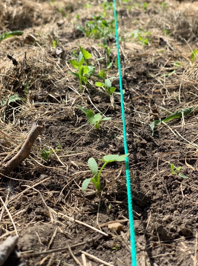 baby parsnip seedlings in the garden