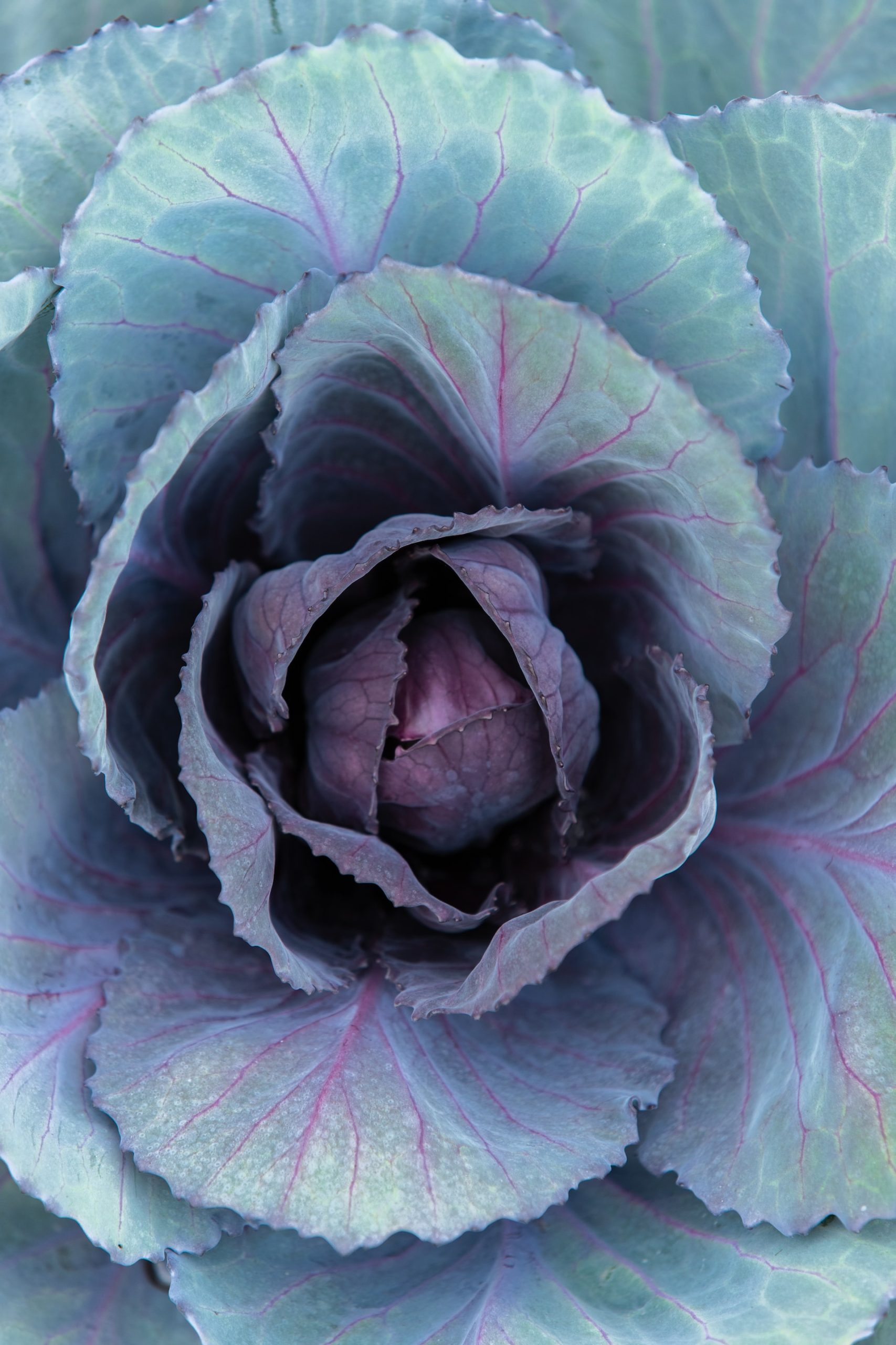 a head of red cabbage in the garden
