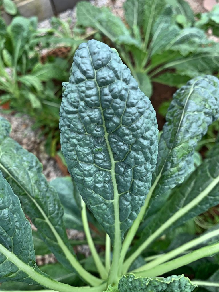 growing kale in the garden