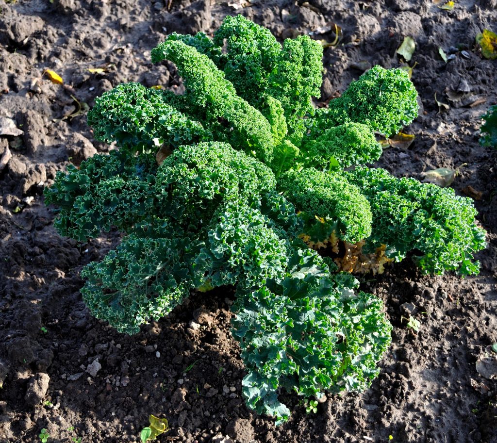 kale plant in the garden