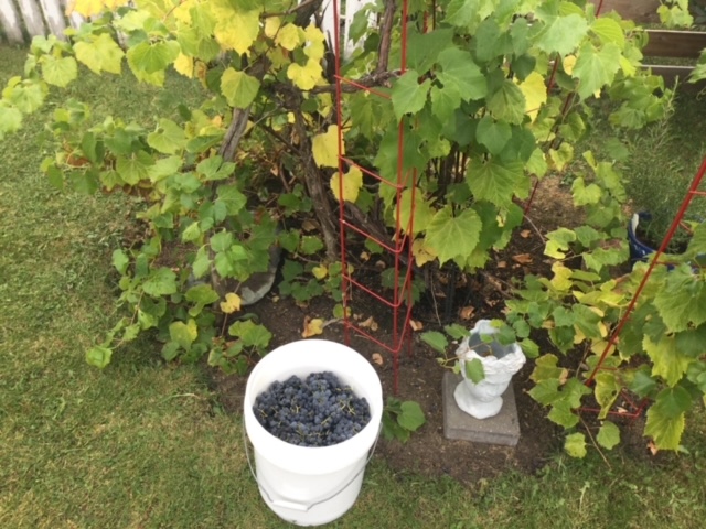 harvesting Valiant grapes in Bill's garden