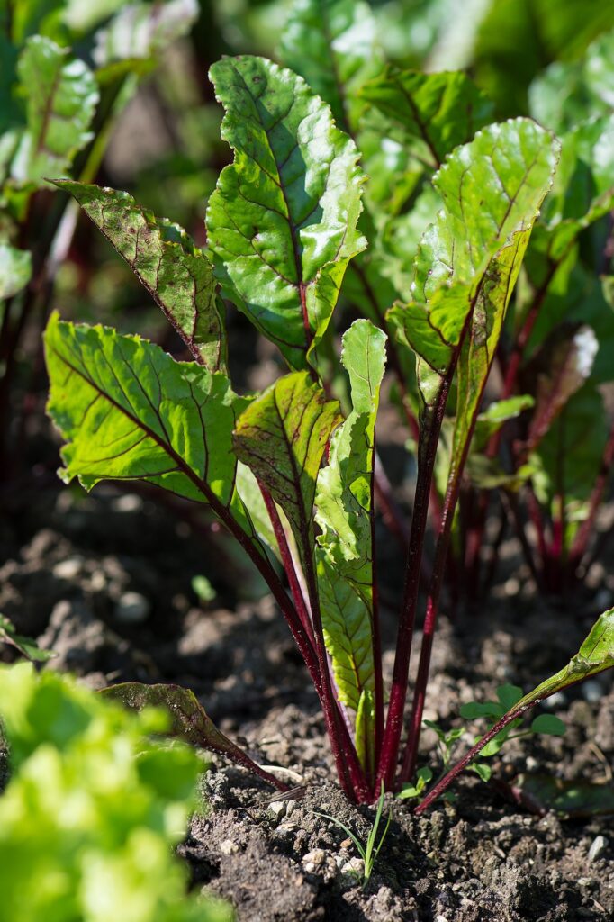 young beet plants in the garden