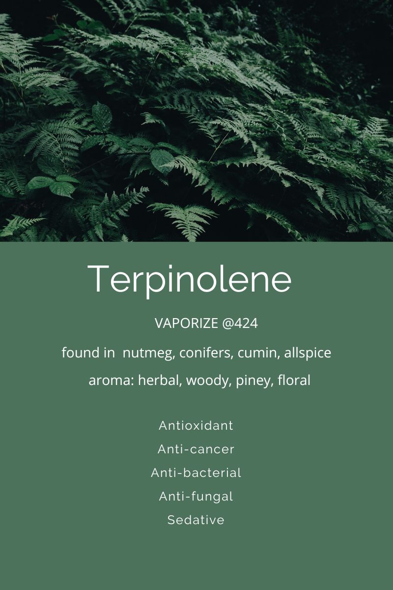 Terpenes A Closer Look at Terpinolene